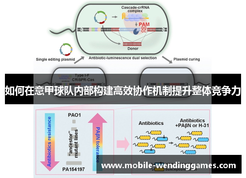 如何在意甲球队内部构建高效协作机制提升整体竞争力